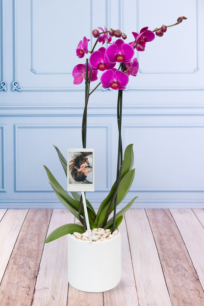 Purple Orchid - White Pot