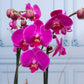 Orquídea Morada - Maceta Blanca, Varas de Curly y Esqueleto
