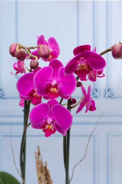 Purple Orchid - Golden Pot, Curly Rod and Skeleton.