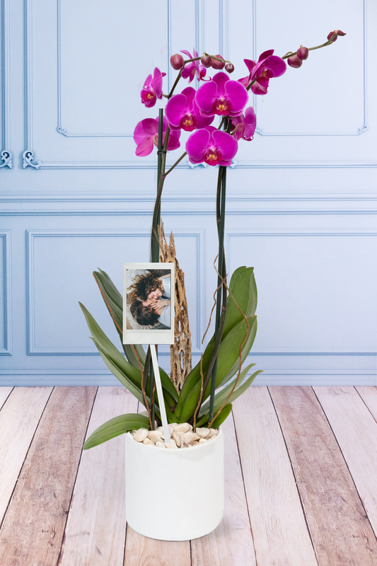 Orquídea Morada con Foto Personalizada - Maceta Blanca, Varas de Curly y Esqueleto