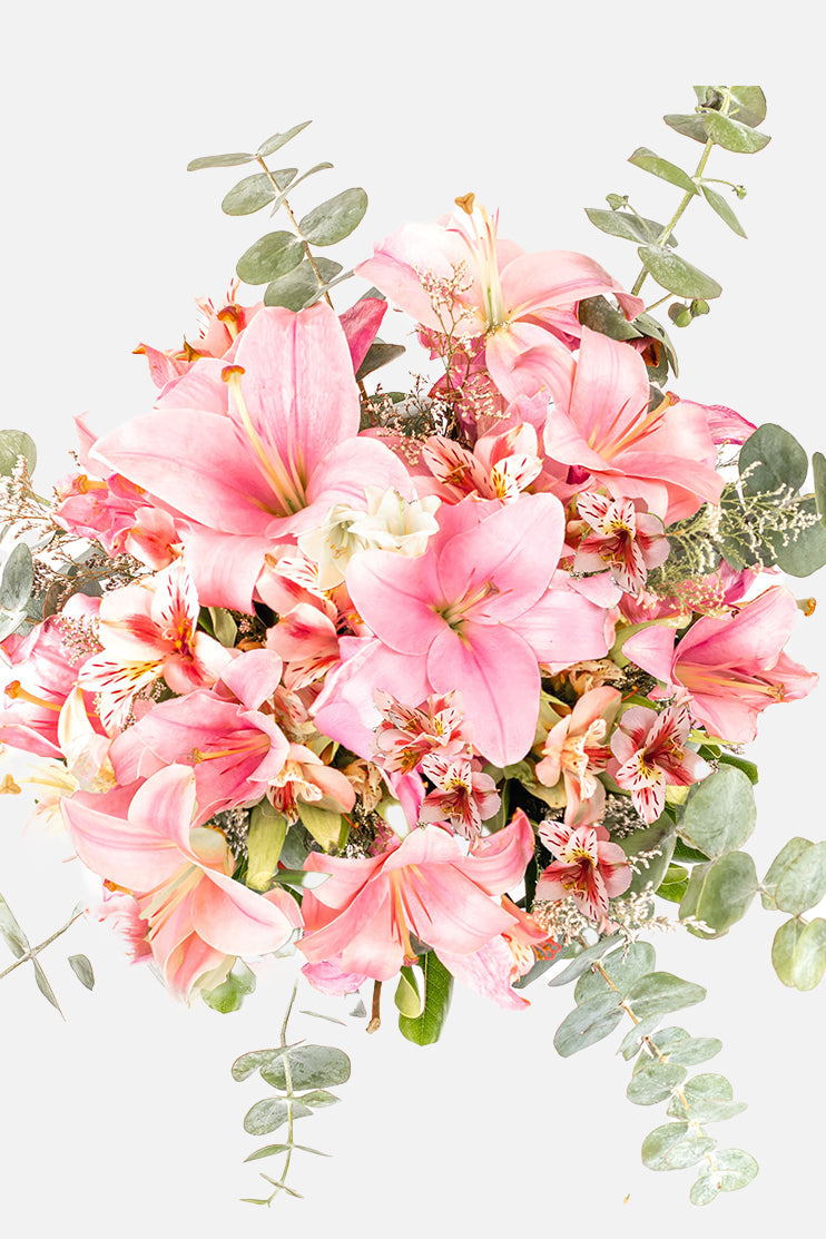 Pantera Rosa / Lilium Rosa CUL