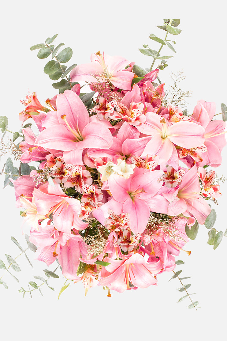 Pantera Rosa / Lilium Rosa CUL