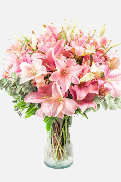 Pantera Rosa (Lilium Rosa)