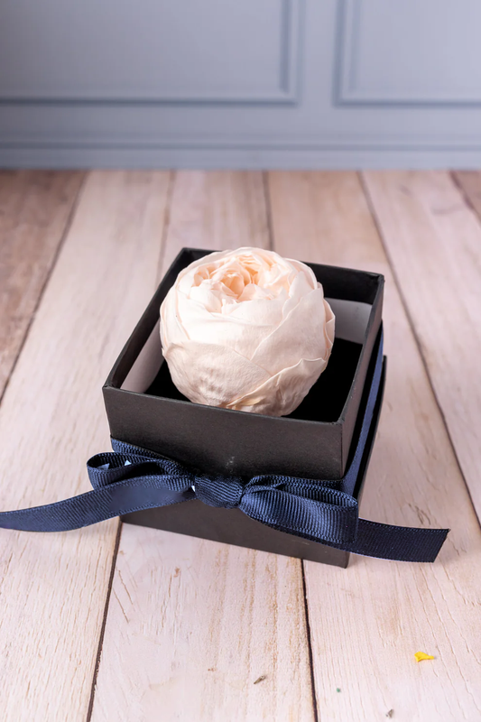 Peonia Eterna SV - En Caja