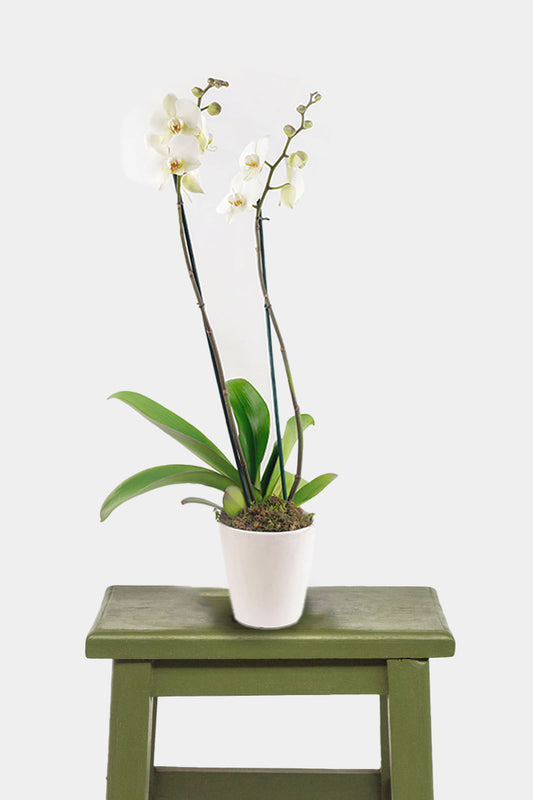 Remedios Varo Blanca - Orquídea Blanca
