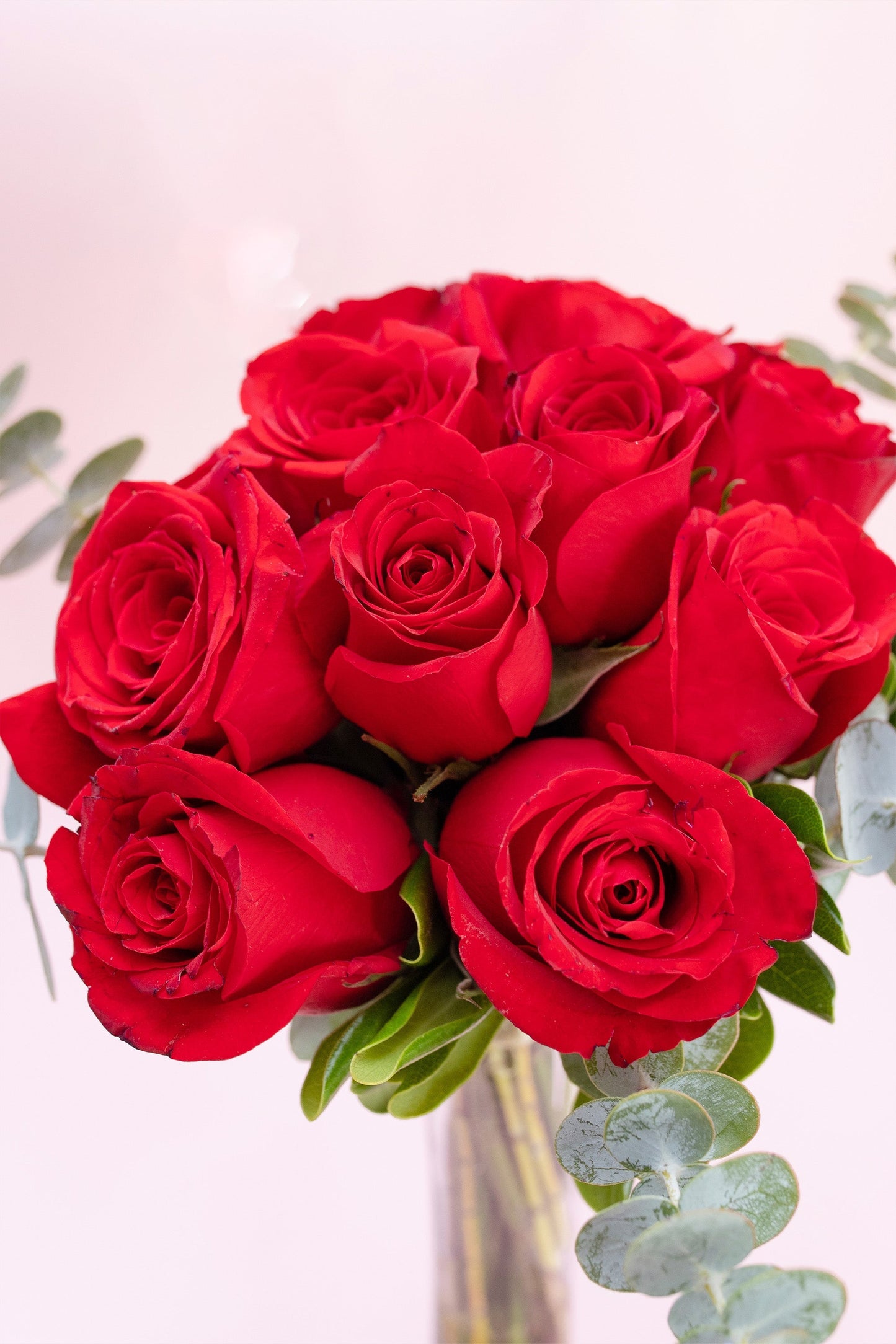 12 Rosas Rojas // Flores