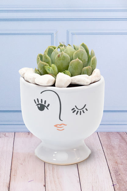 Suculenta - Copa Carita Guiño