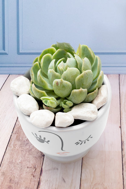 Suculenta - Copa Carita Guiño