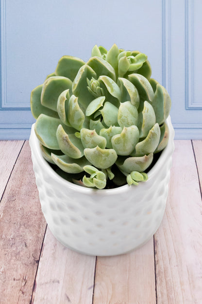 Succulent - Chapeton Cylinder
