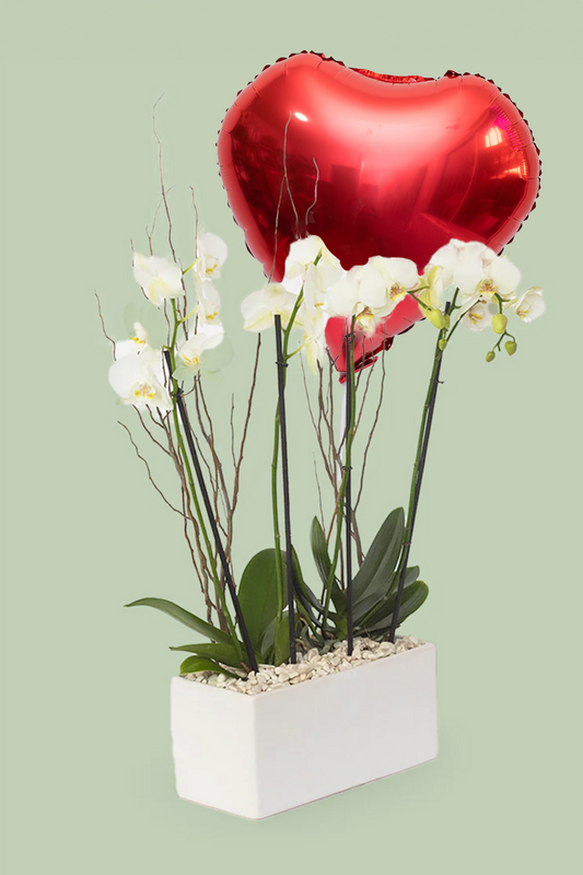 Todo Mi Cariño SV - Orquídea Blanca GDL