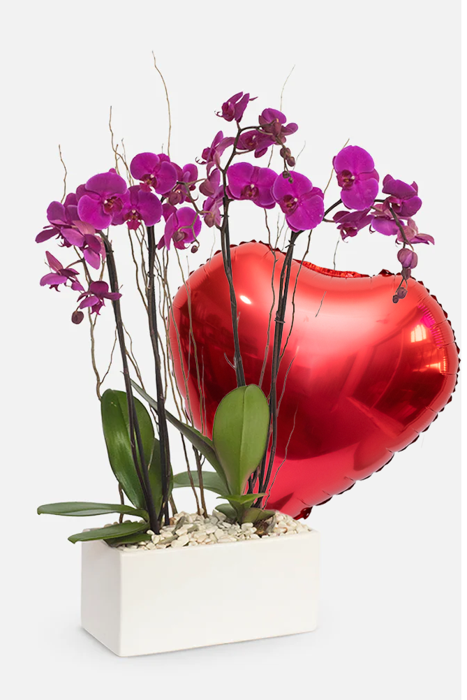 Todo Mi Cariño SV - Orquídea Morada GDL