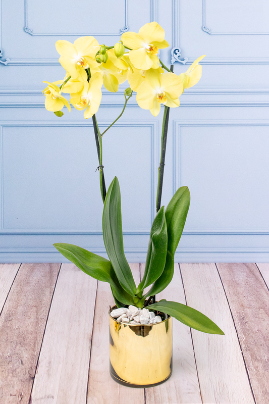Orquídea Amarilla - En Maceta Dorada | Azap 21S
