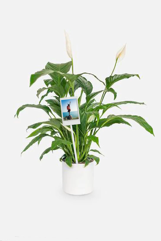 Cuna de Moises - Planta con Foto Personalizada