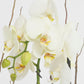 Todo Mi Cariño MOM - Orquídea Blanca