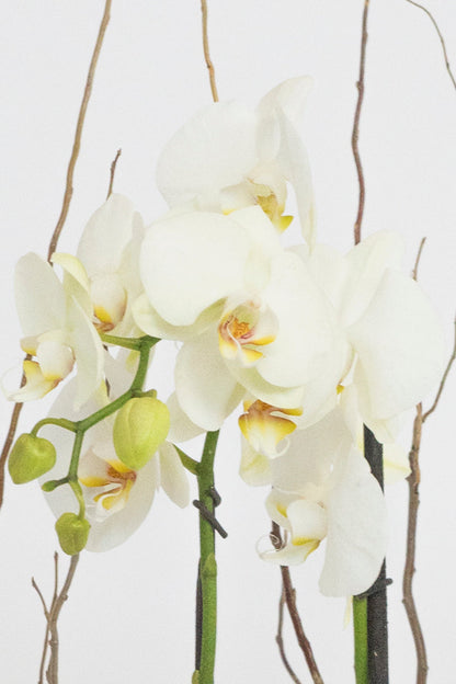 All My Love MOM - White Orchid