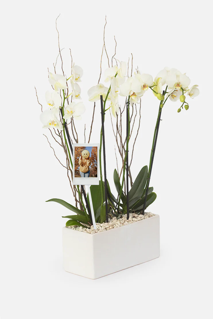 Todo Mi Cariño - Orquídea Blanca con Foto Personalizada