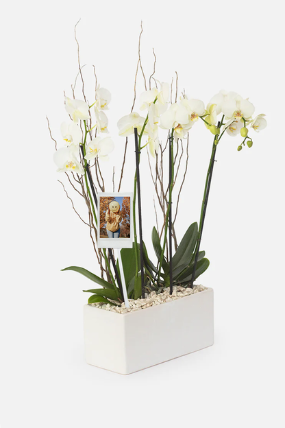 Todo Mi Cariño - Orquídea Blanca con Foto Personalizada