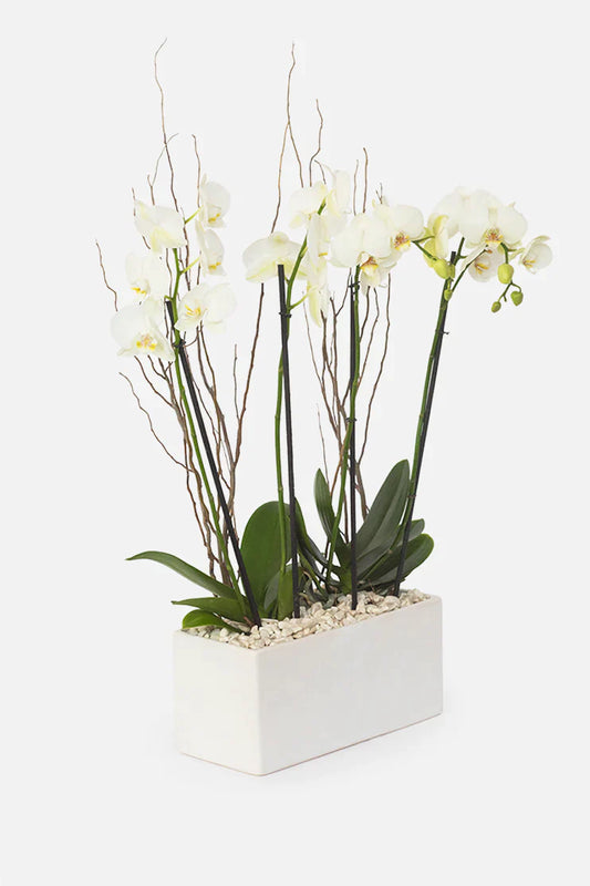 Todo Mi Cariño - (Orquídea Blanca)