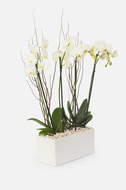 All My Love MOM - White Orchid