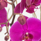 Todo Mi Cariño - (Orquídea Morada)