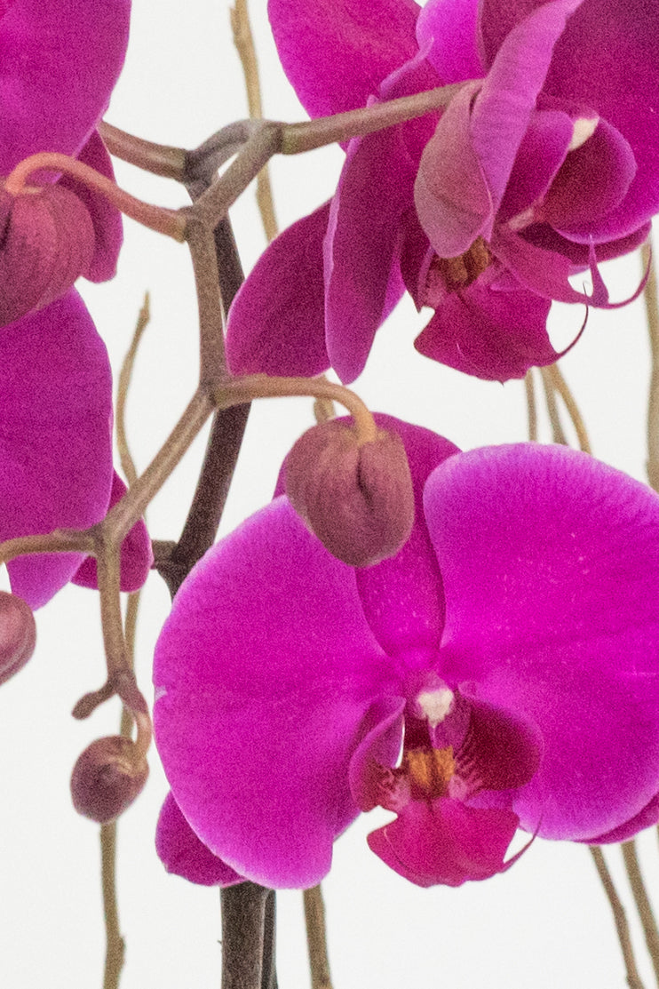 Todo Mi Cariño - (Orquídea Morada)