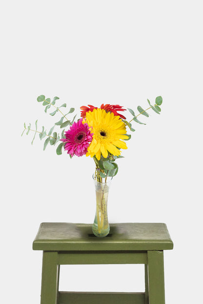 Little Rainbow / Gerbera Colors