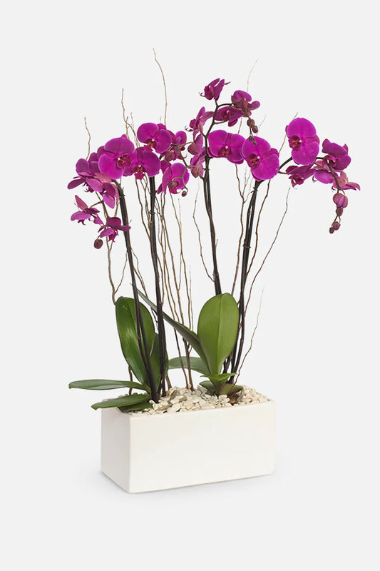Todo Mi Cariño - Orquídea Morada