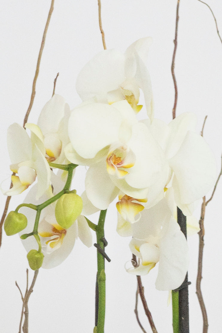 Todo Mi Cariño / Orquídea Blanca